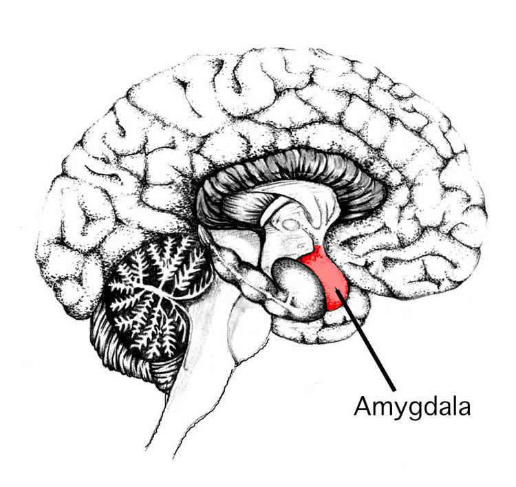 the location of the amygdala in the brain