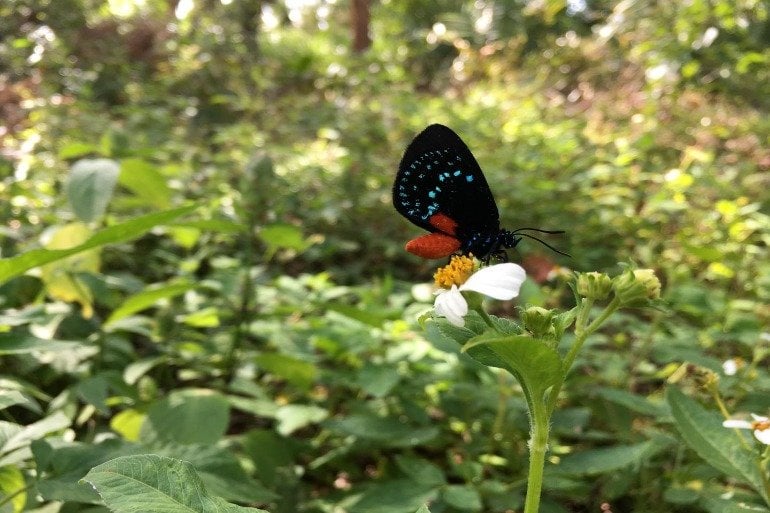 This shows a butterfly on a flower