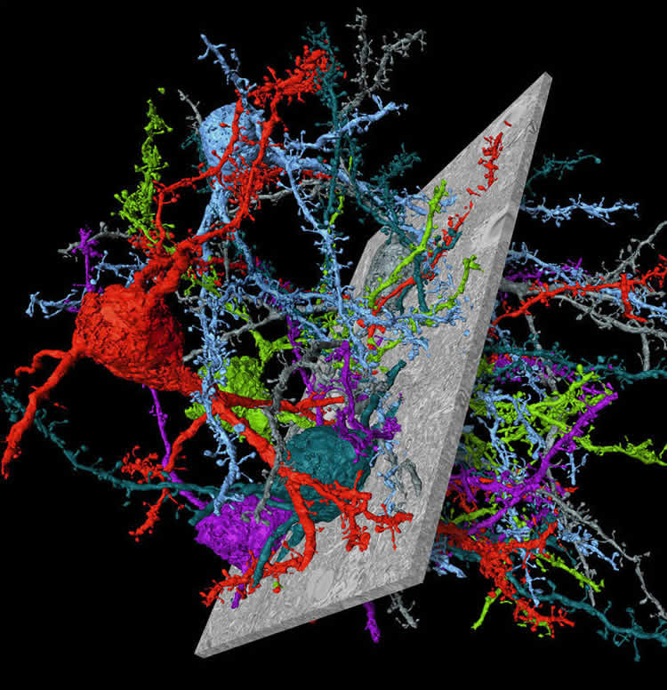 Image shows a reconstruction of cerebral cortex neurons using the SegEM program.