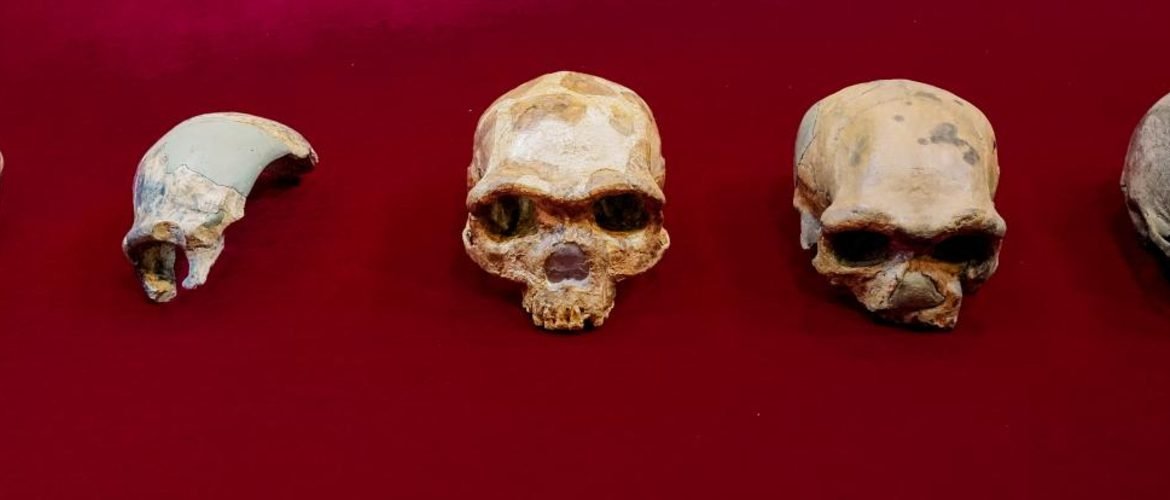 This shows a collection of skulls