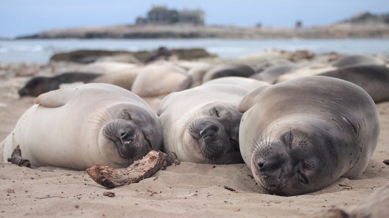 This shows elephant seals asleep on a beach