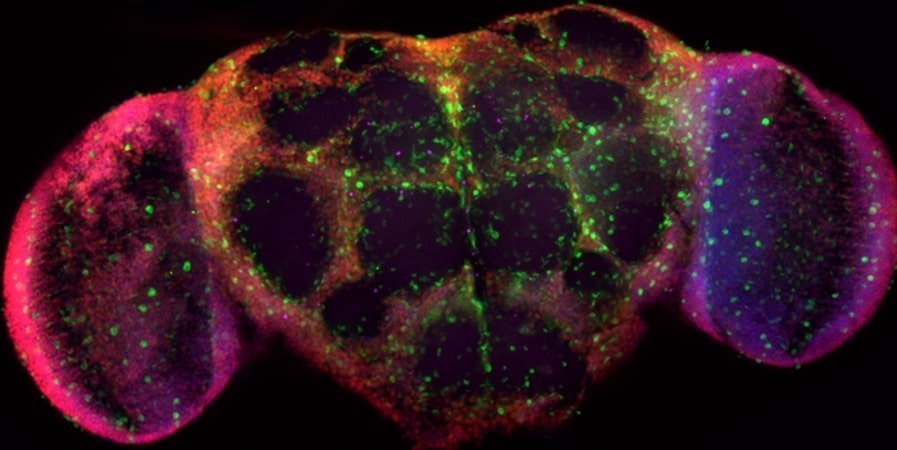 This shows neurons and glia in a fly brain