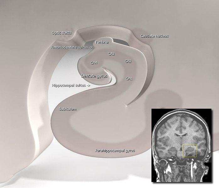 This image is a stylized diagram of the hippocampus. The parahippocampal gyrus labeled at bottom center.