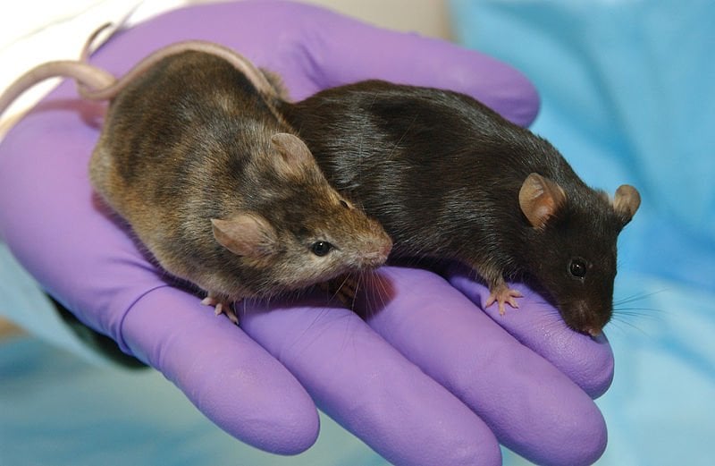 This photo shows two lab mice in a researcher's hand.