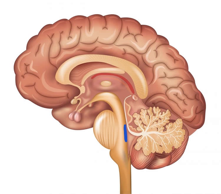Illustration showing a cut away of the brain with the locus coeruleus highlighted in blue.