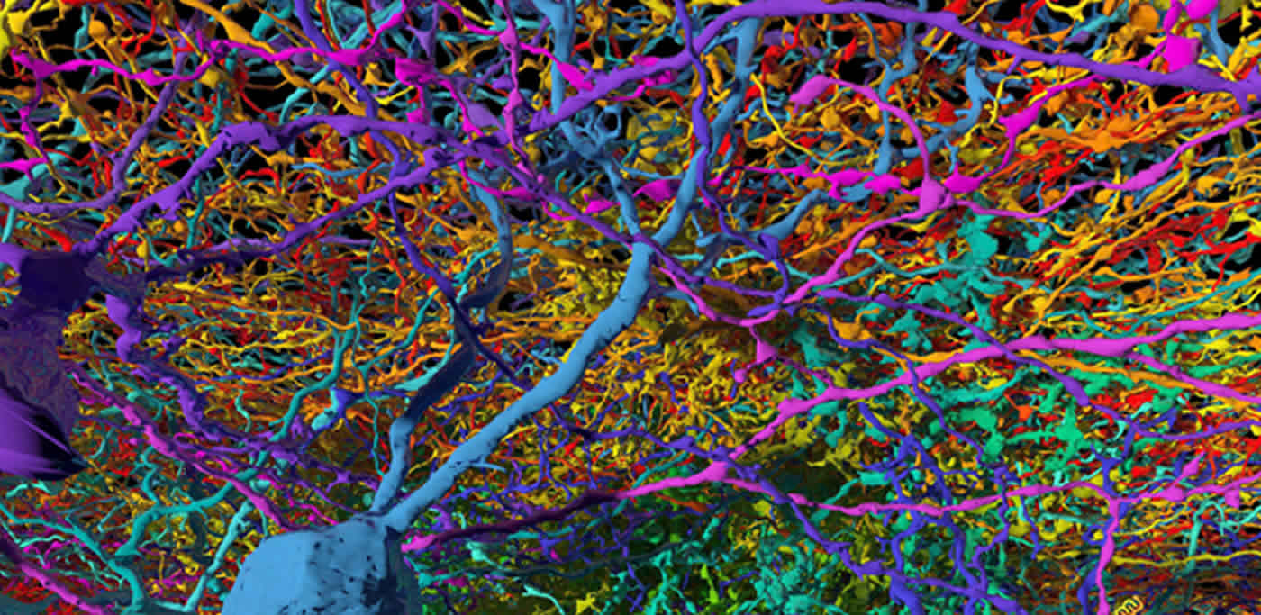Image shows neurons from EyeWire.