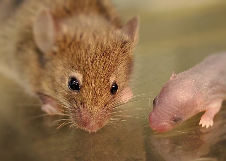 A mouse and a mouse pup are shown.