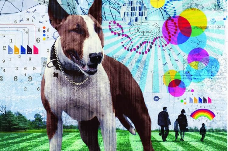Image shows a pitbull dog and genetic coding.