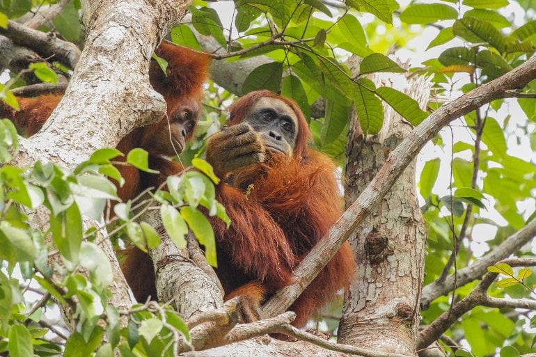 This shows a mother orangutan and her baby