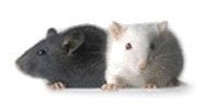 The image shows two knock out mice.