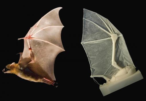 The image shows the robotic bat wing and a real bat.