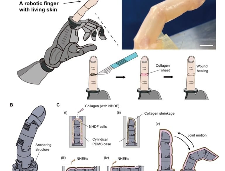 This shows the robotic skin on a finger