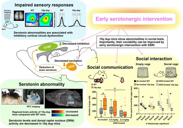 Image shows serotonergic abnormalities in the ASD model mice.