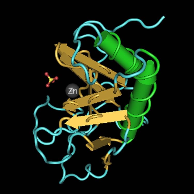 This image shows the 3D structure of the Sonic Hedgehog protein.